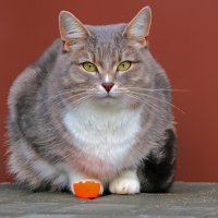 Моя соседка по подъезду :: Светлана