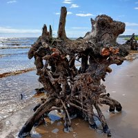 Причуды природы. :: Лия ☼ Причуды природы. :: Лия ☼