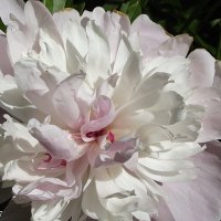 В бальном платье белоснежном будто парусник плывёт... :: Freddy 97