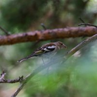 Зяблик :: Вячеслав Алтай