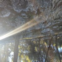 Утро в лесу :: Аркадий Басович