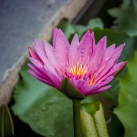 Лотос :: Максим 