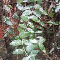 Снежок... :: Наталья 