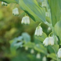 колокольчики :: Вадим Поляков