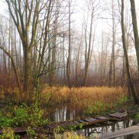 Туманное утро :: Андрей Снегерёв