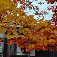 Красно-золотая ветка дуба в ноябре :: Дмитрий Никитин