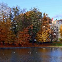 Зоологический пруд :: Сергей Карачин Зоологический пруд :: Сергей Карачин