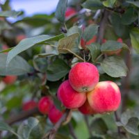 Наши яблочки. :: Андрей Дурапов