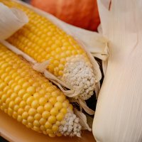 Про кукурузу... :: Николай Гирш