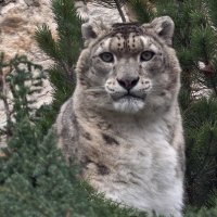 Снежный барс (ирбис) :: <<< Наташа >>>