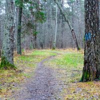 Природа Смоленщины за два дня до календарной зимы. :: Милешкин Владимир Алексеевич 
