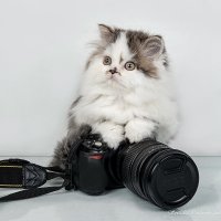 Шотландская прямоухая длинношерстная кошка :: Светлана Ищенко