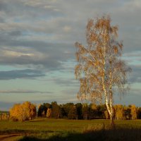 Одинокая берёзка. :: nadyasilyuk Вознюк