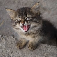 Котенок :: Александр Лычагин