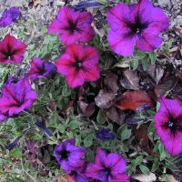 Ещё цветёт петуния :: Людмила Смородинская