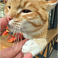 Милашка. :: Валерия Комова Милашка. :: Валерия Комова