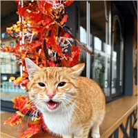 Чудесный! Сам просил погладить. :: Валерия Комова