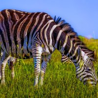 Бурчеллова зебра :: Aleksey Afonin