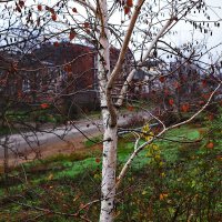 Без листьев :: Юрий Гайворонскiий