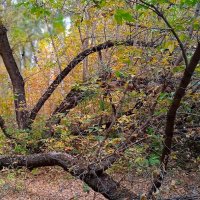 за городом :: Елена Шаламова