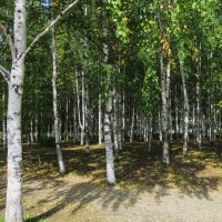 берёзовая роща :: Елена Шаламова