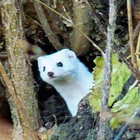 ласка :: gawrilа - dan