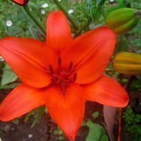 Ли..летом :: Елена Семигина