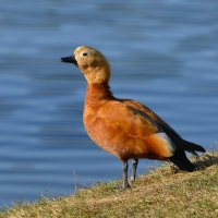 Огарь :: Константин Анисимов