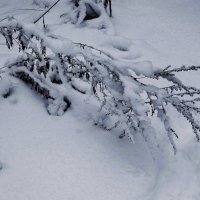 Снежный ноябрь :: Рита Симонова