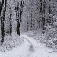 Снежный ноябрь :: Рита Симонова