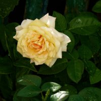 Жёлтая роза :: Валентин Семчишин