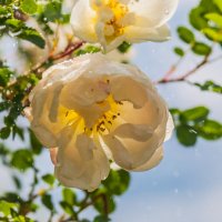 Чайная роза :: Олег Загорулько