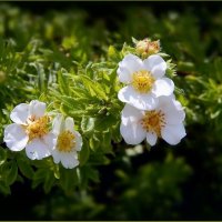 Вербена :: Валентина Надсон