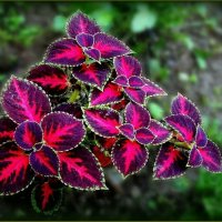 Колеус :: Валентина Надсон