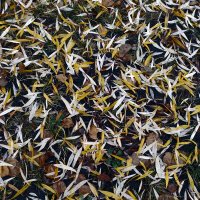 *** :: Валентина Береснева