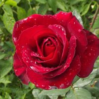 В осенних слезах... :: Freddy 97