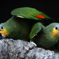 амазоны :: Михаил Бибичков