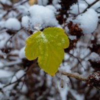 Последний лист :: Александр Синдерёв