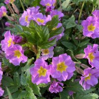 Примула :: Ольга Савельева Примула :: Ольга Савельева