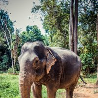 Слониха Пуки :: Максим 