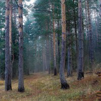 осень в лесу :: Владимир Зеленцов