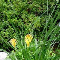 Адлер... ноябрь... :: Нина Бутко