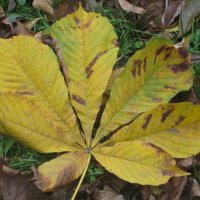 Жёлтый лист каштана :: Дмитрий Никитин