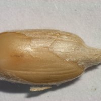 Семечка :: Владимир Иванович