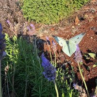 Бабочка в полёте сегодня. :: Александр Деревяшкин