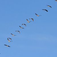 Ваши журавлики уже приземляются у нас :: Александр Деревяшкин