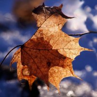 Быть светом :: liudmila drake