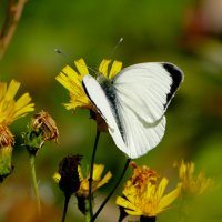 опять про бабочек...122 :: Александр Прокудин