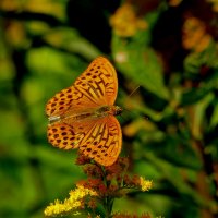 опять про бабочек...125 :: Александр Прокудин