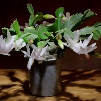 декабрист :: Игорь Kуленко